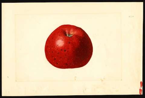apple-cider-traditions
