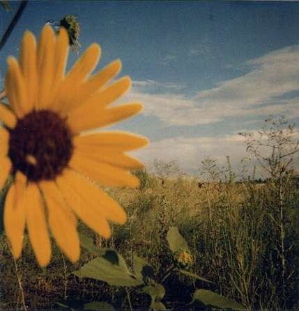polaroid sunflower