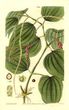 pepper-plant