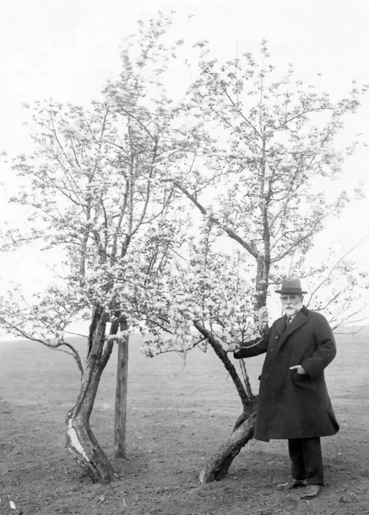 William Endicott with the Endicott Pear Tree, 1925