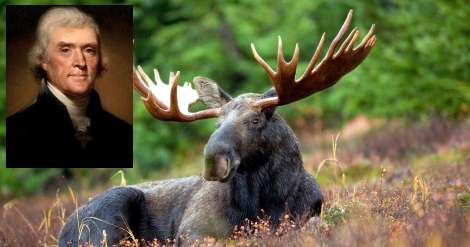 moose