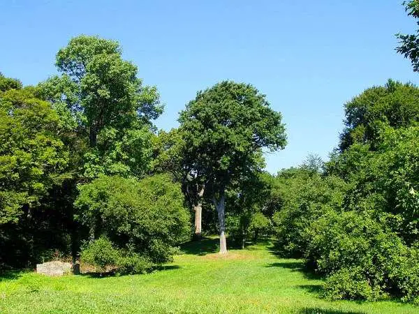 historic-gardens-arnold-arboretum