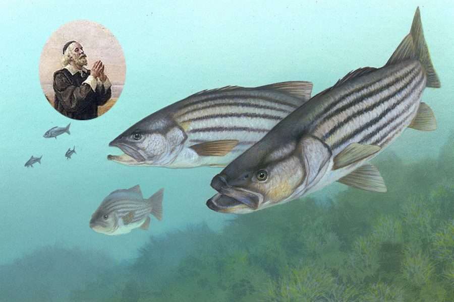 8 Fun Facts About the Striped Bass, the Fish That Fed Plymouth Colony New England Historical